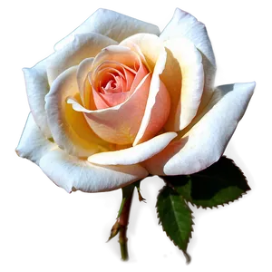 Tranquil Tea Rose PNG 06252024 PNG