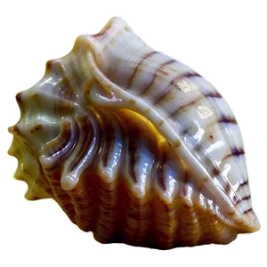 Transparent Background Conch Shell Png Deu74 PNG image