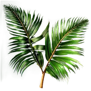 Transparent Background Palm Leaves Png 14 PNG image