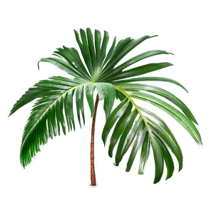 Transparent Background Palm Leaves PNG Ygk27