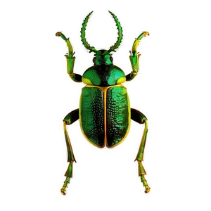 Transparent Background Weevil PNG 06292024 PNG