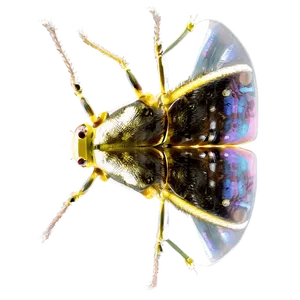 Transparent Bug PNG 4