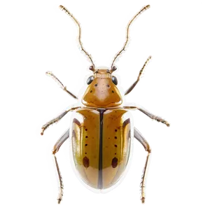Transparent Bug PNG 83 PNG
