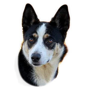 Transparent Dog Clipart Png Bpn88 PNG image