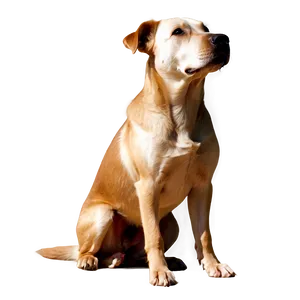 Transparent Dog Clipart Png Nbt PNG image