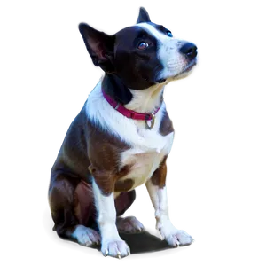 Transparent Dog Clipart Png Wsx PNG image