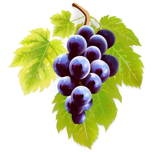 Transparent Grapes PNG Kja37