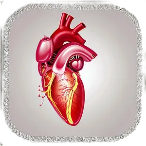 Transparent Heart Picture Png 05252024 PNG image