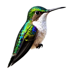 Transparent Hummingbird Png Fsf2 PNG image