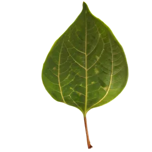 Transparent Leaf PNG 90