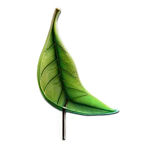 Transparent Leaf PNG Eow84