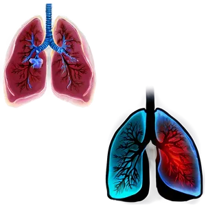 Transparent Lung Background Png 06112024 PNG image