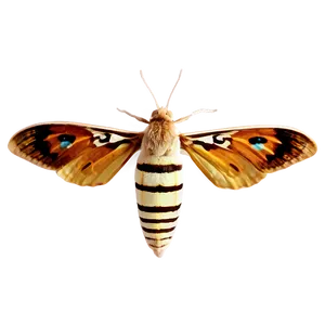 Transparent Moth PNG 05242024