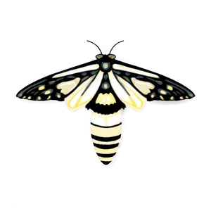 Transparent Moth PNG 05242024