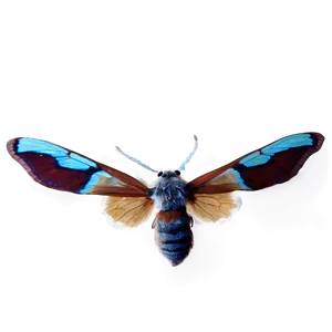 Transparent Moth PNG 05242024