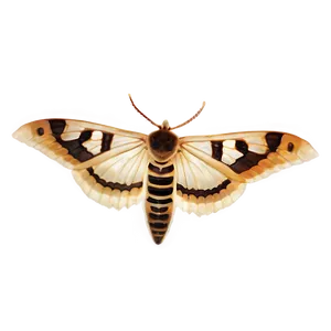 Transparent Moth PNG Fhb