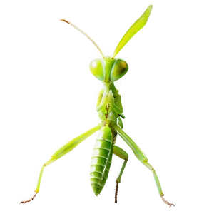 Transparent Praying Mantis PNG Bbj21 PNG