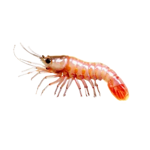 Transparent Shrimp PNG Fuy84 PNG