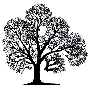 Tree Branches Silhouette Sunset PNG 06282024