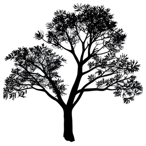 Tree Branches Silhouette Sunset PNG 3