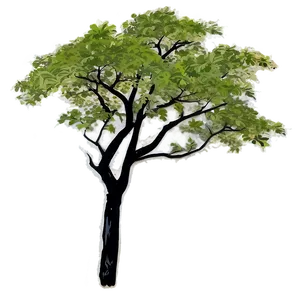 Tree Branches Sunset PNG 06282024