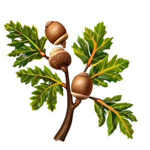 Tree Branches With Acorns PNG Pov44 PNG