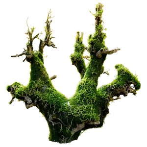 Tree Branches With Moss PNG Rge68 PNG