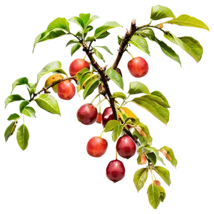 Tree Branches With Ripe Fruit PNG 06282024 PNG