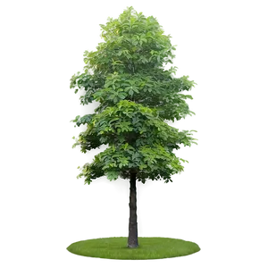 Tree Elevation Png Nyi28 PNG image