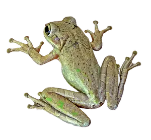 Tree Frog Black Background