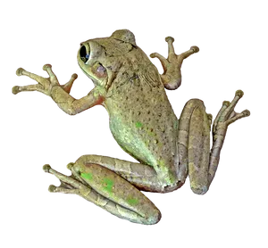 Tree Frog Isolatedon Gray Background.png PNG image