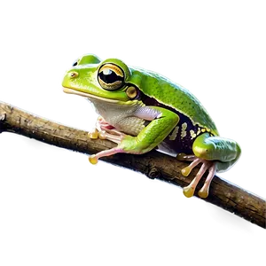 Tree Frog On Branch Png 06132024 PNG image