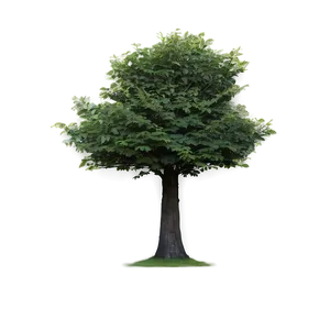 Tree Line Backdrop PNG Hwd PNG