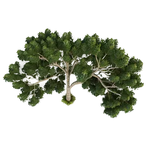 Tree Top Birds Eye View Png 06122024 PNG image