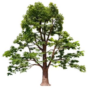 Tree Top View C PNG image