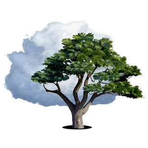 Tree Top View For Architecture PNG 10