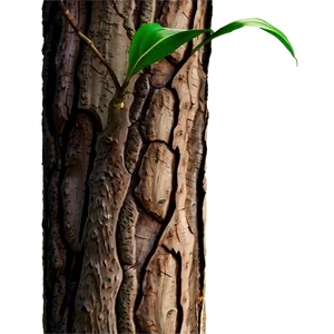 Tree Trunk Closeup PNG 24 PNG