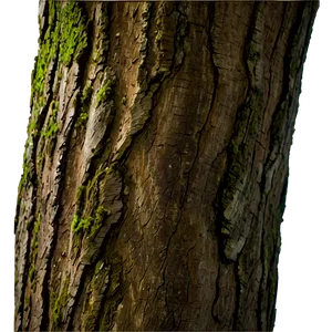 Tree Trunk Closeup PNG Cwm1 PNG