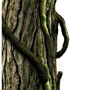 Tree Trunk Detail PNG 05242024