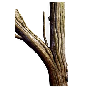 Tree Trunk Detail PNG 2