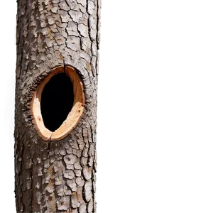 Tree Trunk With Hole PNG 32