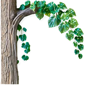 Tree Trunk With Ivy PNG Dmb47 PNG