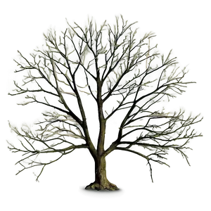 Tree With Bare Branches Png 06282024 PNG image