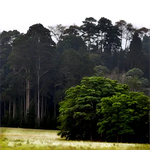 Treeline In Misty Morning Png 25 PNG image