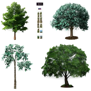 Trees C PNG