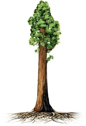 Treewith Exposed Roots Illustration PNG image