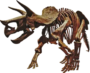 Triceratops Skeleton Exhibit PNG image