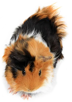 Tricolor Guinea Pig Top View PNG image