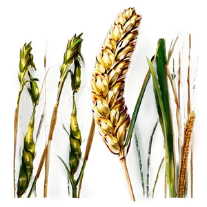 Trigo Wheat Field Png 97 PNG image