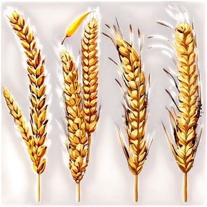 Trigo Wheat Field Png Fdp9 PNG image